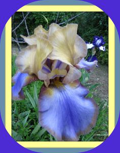iris.jpg