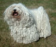 Puli photo Sannse