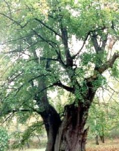 arbre tilleul
