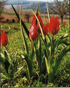 tulipe-d'agen