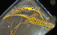 Salamandridae-Triturus cristatus-Triton crêté-dessous-201