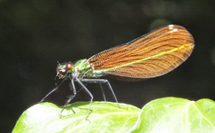 Demoiselle - femelle de Calopteryx éclatant