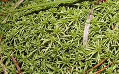 SPHAGNACÉES - Sphaigne (Genre Sphagnum)
