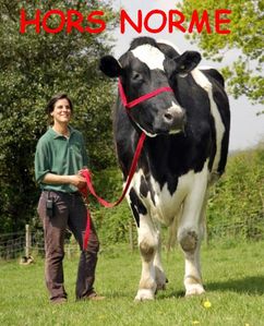 VACHE.jpg