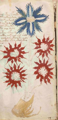 quintescence-voynich.jpg