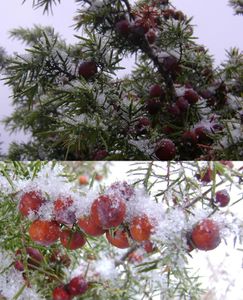 montner sous la neige 62