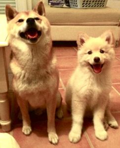 shiba-inu-finnish-lapphund.jpg