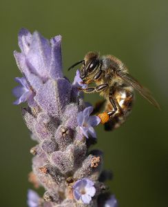 canada-abeilles2.jpg