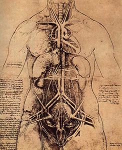 vinci-anatomie