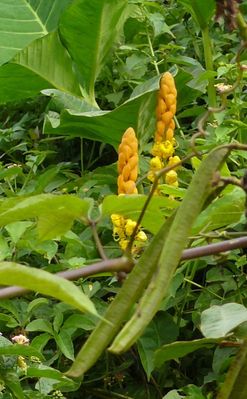 dartrier-fleur-candle-bush