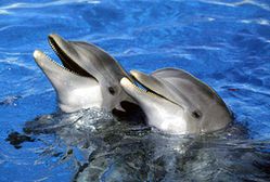 dauphins.jpg