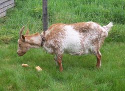 chevre Lorraine -chevre Lorraine .photo Association des Ami