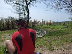 LES-VACHES.jpg