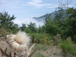 BRUME-J8.jpg