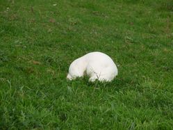 CHAMPIGNON.jpg