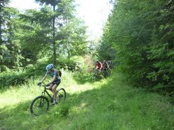 BOIS DE LAGRIFOLLE