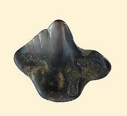 Ginglymostoma