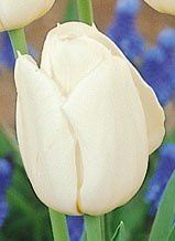 TULIPANO BIANCO -bocciolo