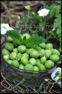 Petits-pois-frais-a.jpg