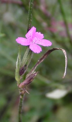 Oeillet Armeria Dianthus Armeria Rieussec sept14