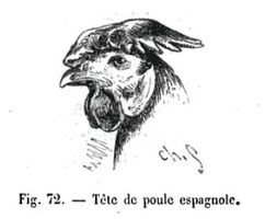 poule espagnole -Charles Jacque 1858