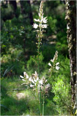 fleurs-corse-02