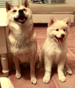 shiba-finnish-lapphund.jpg