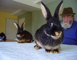 lapin chèvre et Mr COUTARD