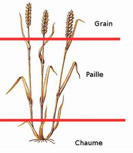 Blé pour paille. Article de Techniques d'élevage