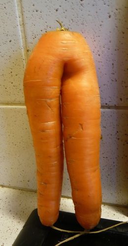 carottes siamoises2 - reduc1
