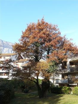 chene-automne-2012