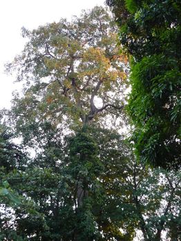 poto-poto-arbre-brazza