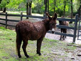 Norma3-photo horseandman
