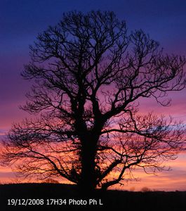 coucher-arbre-34