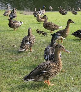 patos-copia-2.jpg