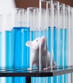 manifestations-a-paris-pour-protester-contre-la-vivisection.jpg