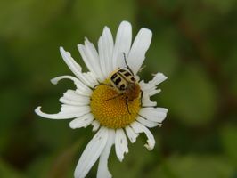 MM P1030013