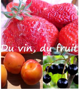 vinfruit.jpg