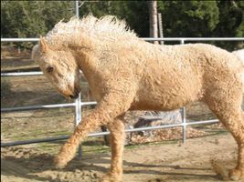bashkir-curly-horse-OK2