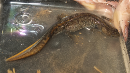 Salamandridae-Triturus cristatus-Triton crêté-dessus-2014