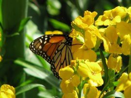 papillon-dans-des-fleurs-jaunes-t2