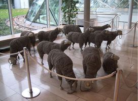 moutons PTT3