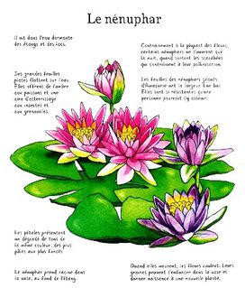 Fleurs-a-colorier-4.JPG