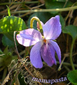 violette-copie-1.jpg