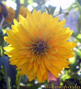 margueritte6.jpg