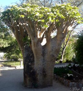 cyphostemma