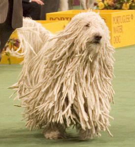 Komondor Westminster Dog Show crop Wikipedia