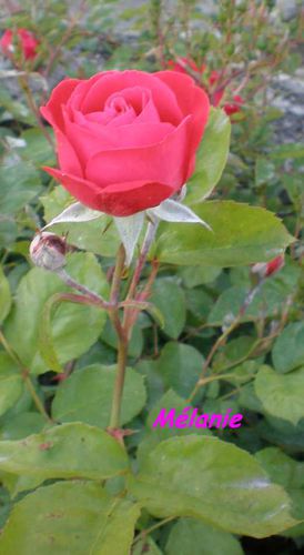 roses 1 2011