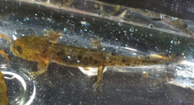 Salamandridae-Salamandra salamandra-Salamandre tachetée-La
