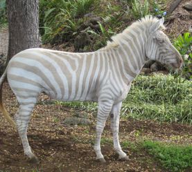 zèbre albinos wikipedia